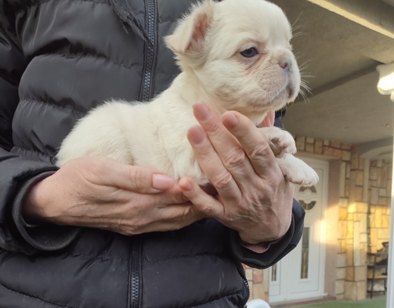 Francuski buldog štenci dugodlaki