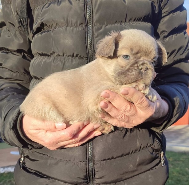 Francuski buldog štenci dugodlaki