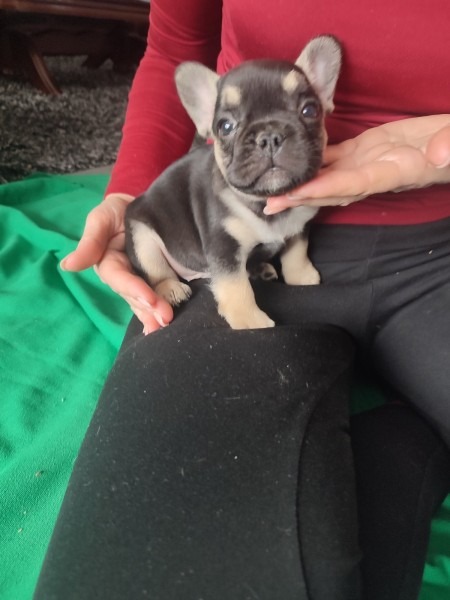 Francuski buldog štenci