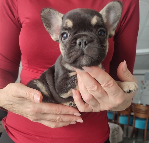 Francuski buldog štenci