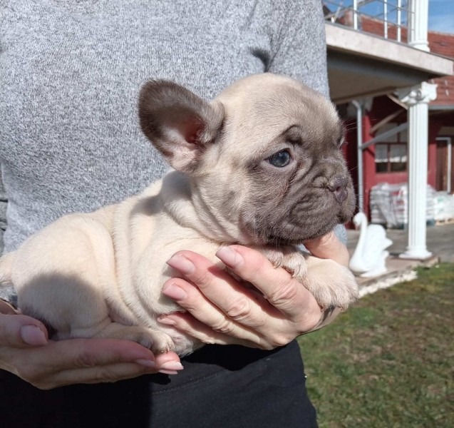 Francuski buldog štenci