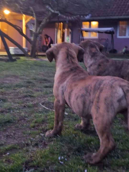 Na prodaju stenci prese kanario, vrhunskog porekla 