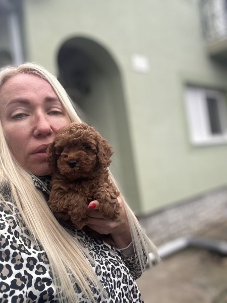 Stenci toy i mini pudle vrhunske genetike 