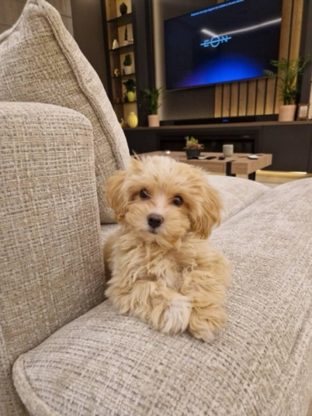 Maltipoo vrhunske genetike