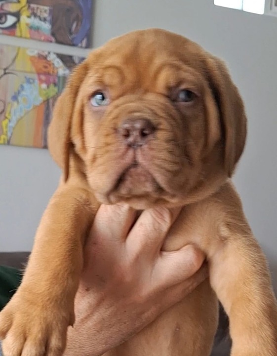 Bordoska Doga (Dogue de Bordeaux) prelepi stenci