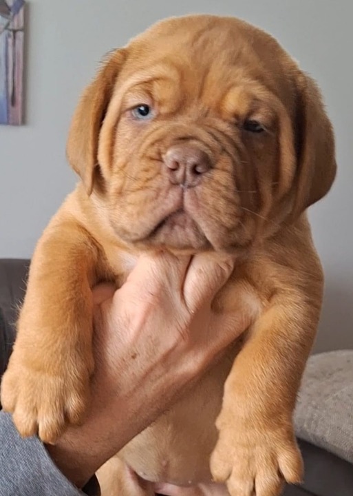Bordoska Doga (Dogue de Bordeaux) prelepi stenci
