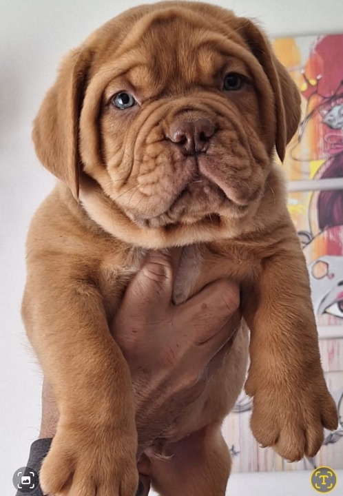 Bordoska Doga (Dogue de Bordeaux) prelepi stenci