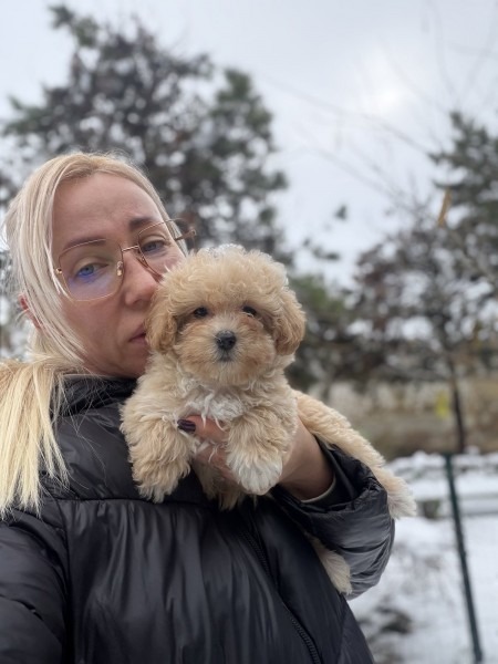Maltipoo vrhunske genetike