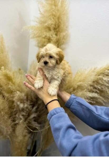 Maltipoo vrhunske genetike