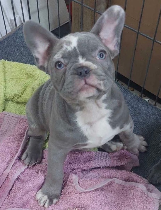 Sivi plavi francuski buldog