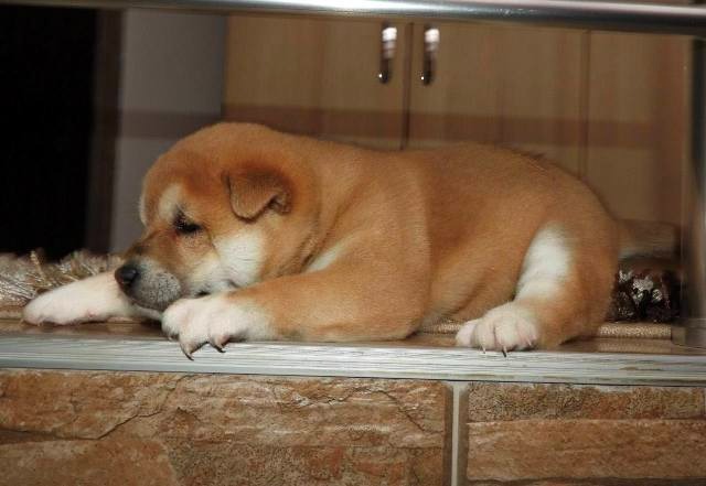 Shiba Inu, TOP štenci