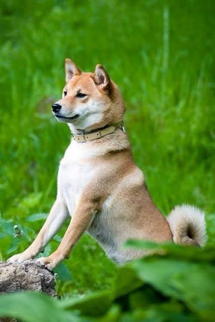 Shiba Inu, TOP štenci