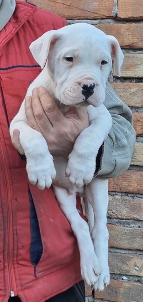 Dogo Argentino stenci