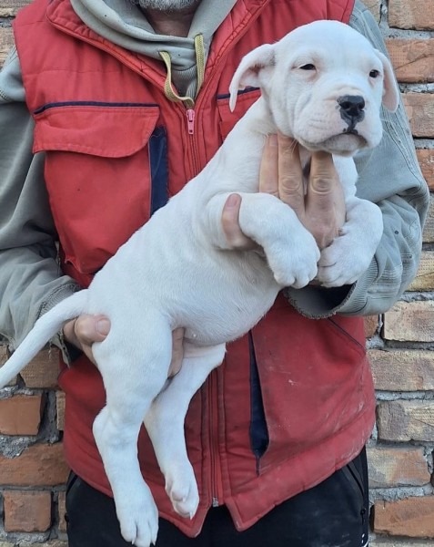 Dogo Argentino stenci