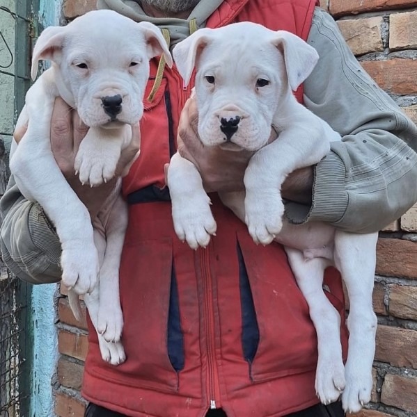 Dogo Argentino stenci