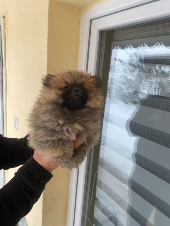 Pomeranac prelepi štenci