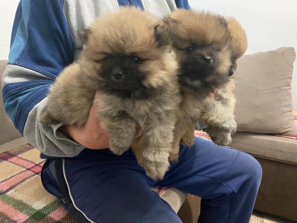 Pomeranac prelepi štenci
