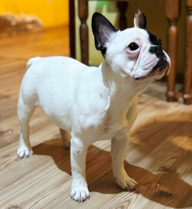 Francuski Buldog štene