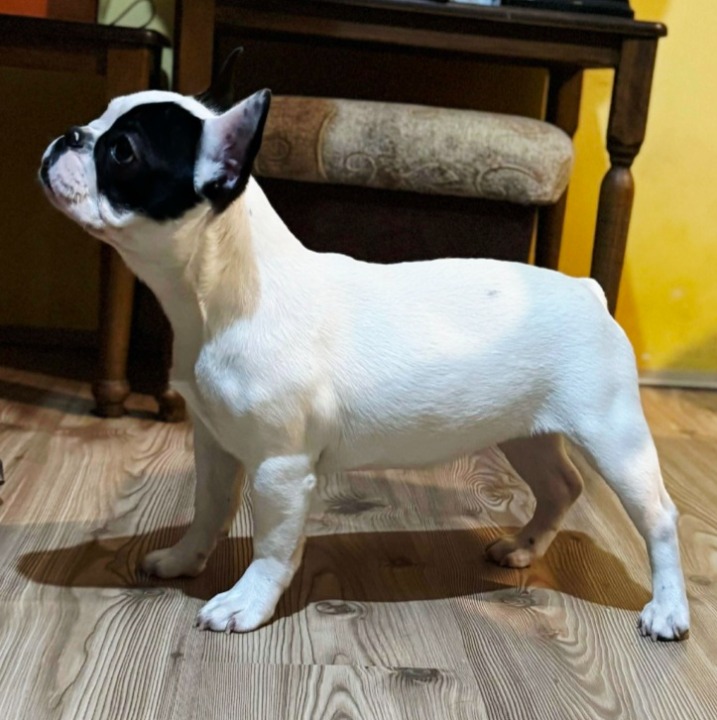 Francuski Buldog štene