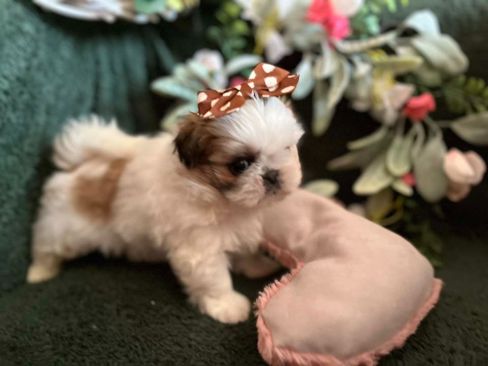 Prelepi Shih Tzu štenci iz registrovane FCI/KSS odgajivačnice 