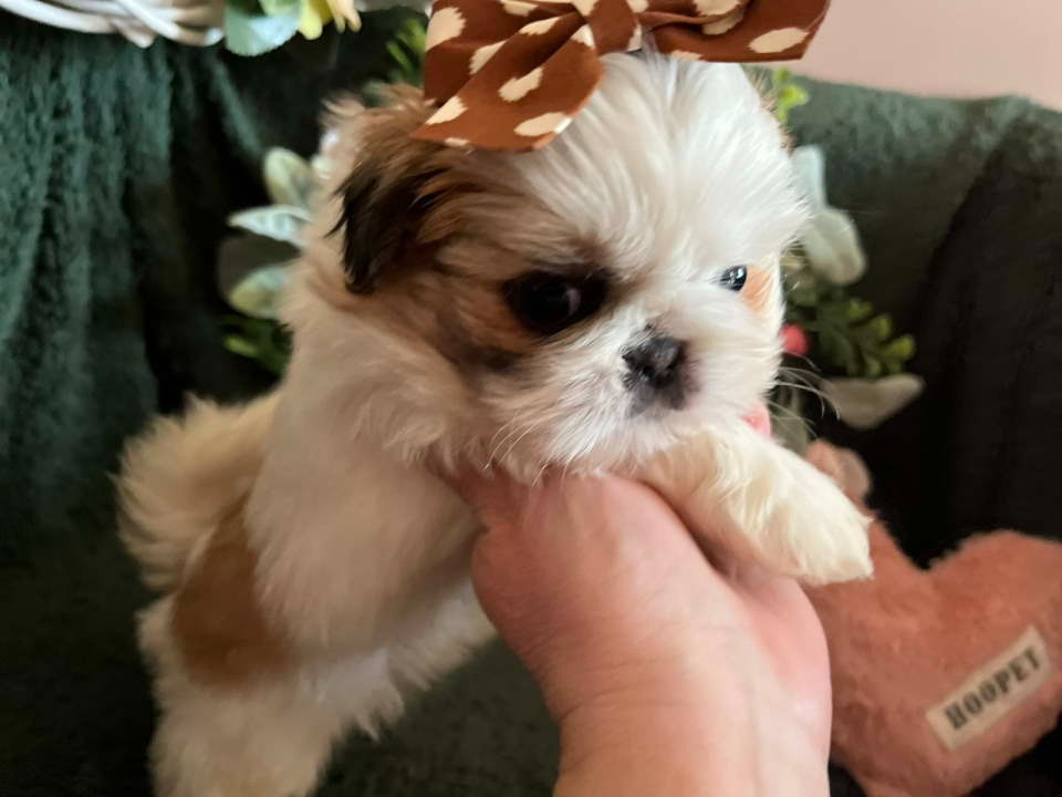 Prelepi Shih Tzu štenci iz registrovane FCI/KSS odgajivačnice 