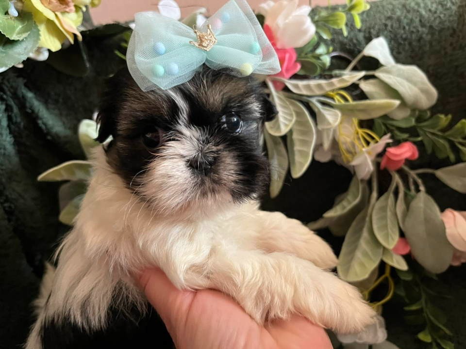 Prelepi Shih Tzu štenci iz registrovane FCI/KSS odgajivačnice 