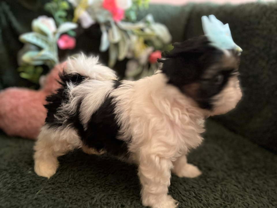 Prelepi Shih Tzu štenci iz registrovane FCI/KSS odgajivačnice 