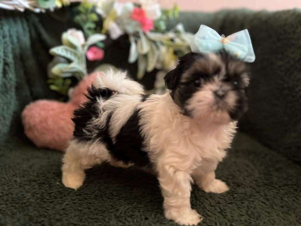 Prelepi Shih Tzu štenci iz registrovane FCI/KSS odgajivačnice 