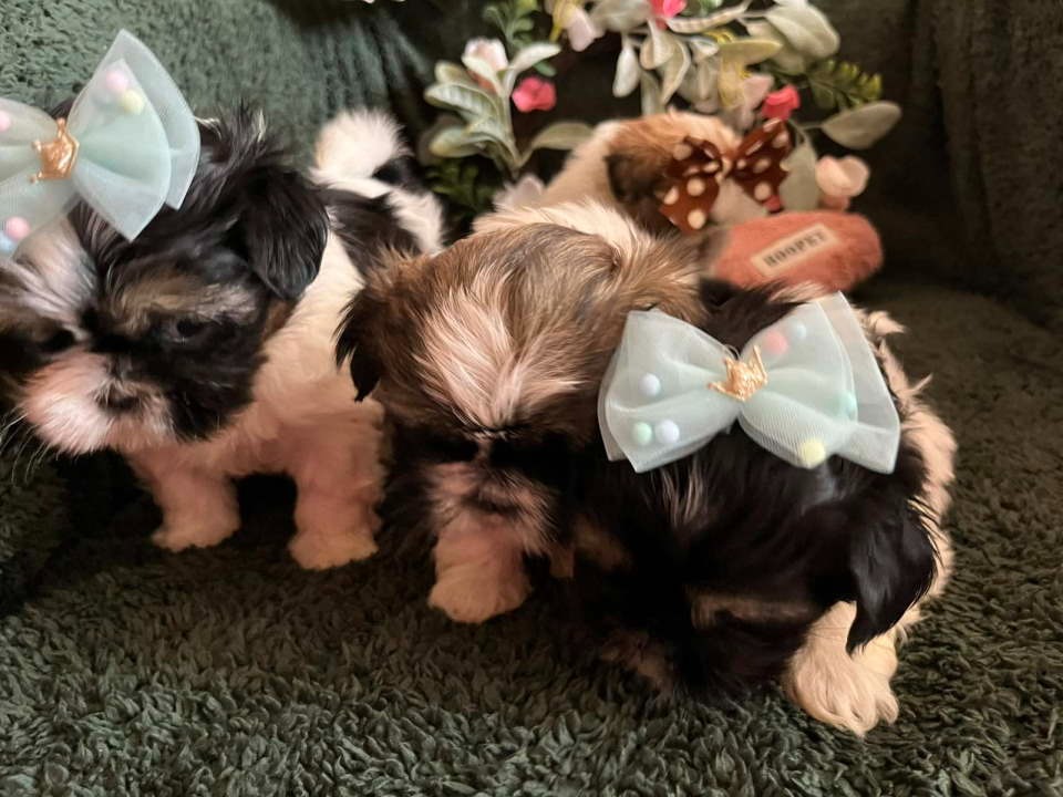 Prelepi Shih Tzu štenci iz registrovane FCI/KSS odgajivačnice 