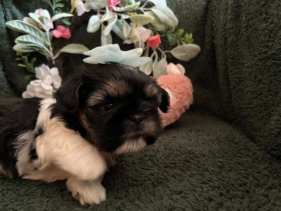 Prelepi Shih Tzu štenci iz registrovane FCI/KSS odgajivačnice 