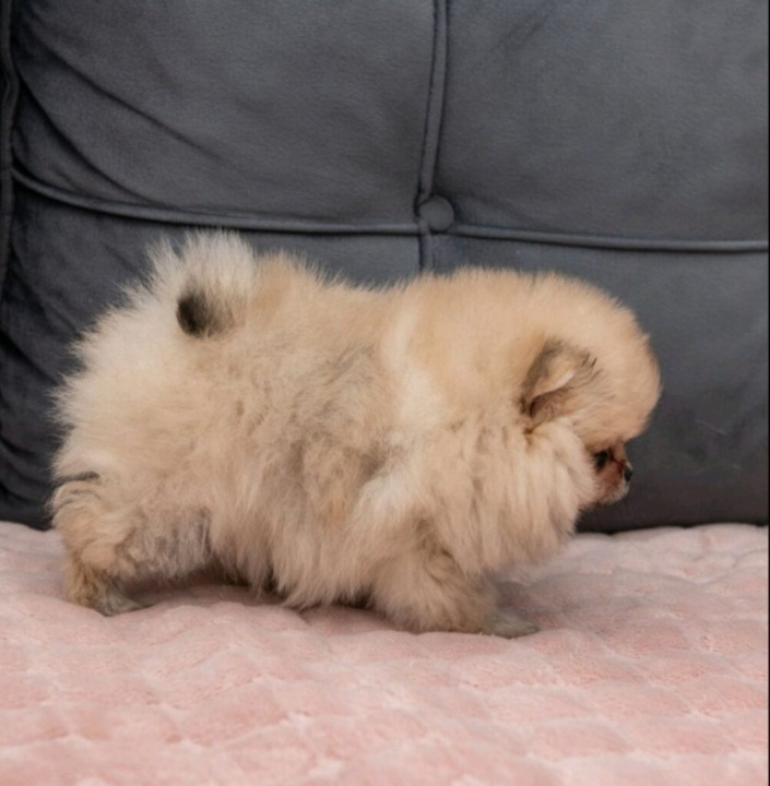 Pomeranac PRELEPI štenci