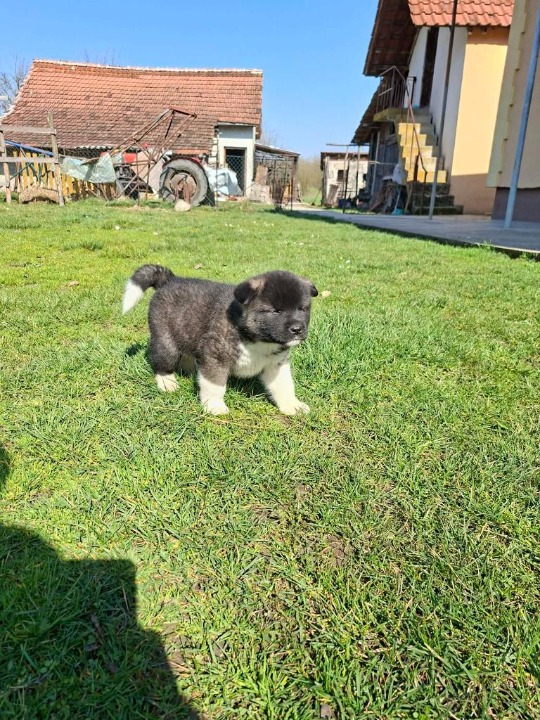 Americka akita stenci
