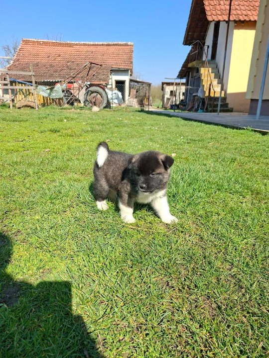 Americka akita stenci
