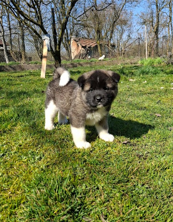 Americka akita stenci