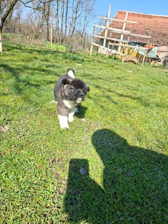 Americka akita stenci