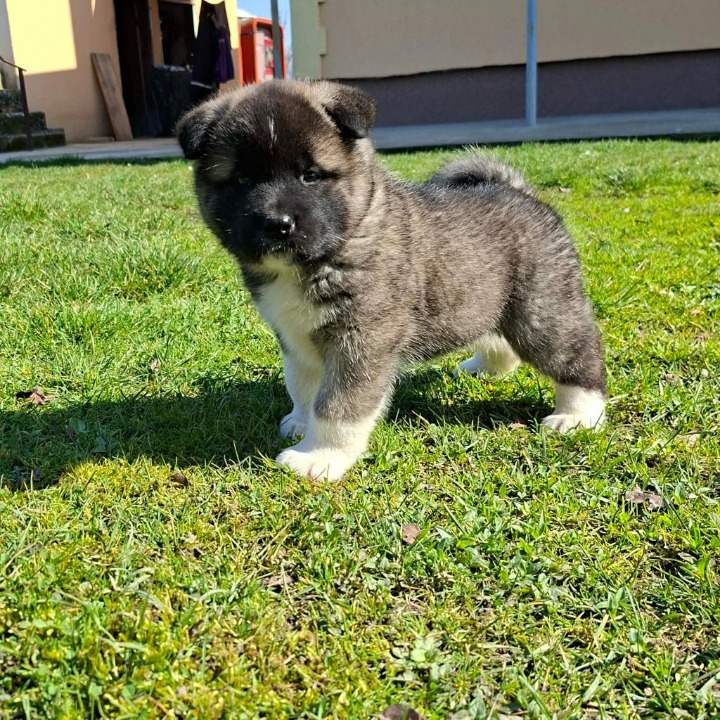 Americka akita stenci