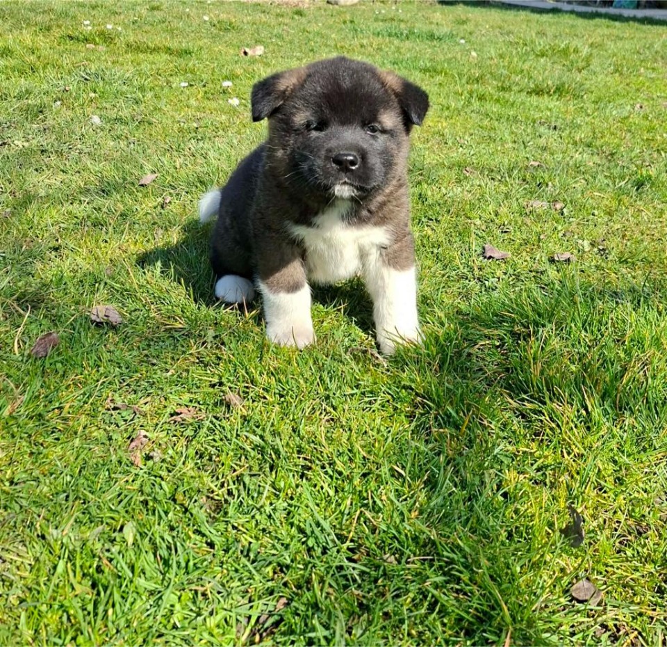 Americka akita stenci
