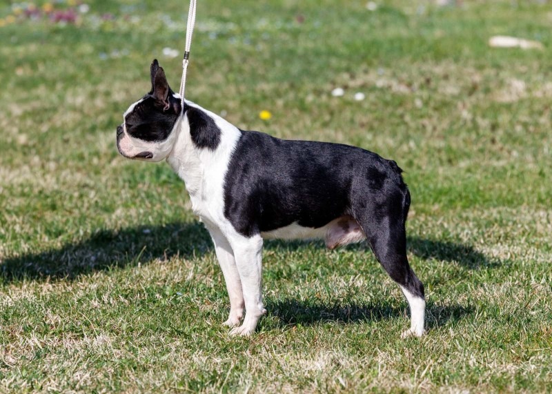 Boston terrier zreli muzjak