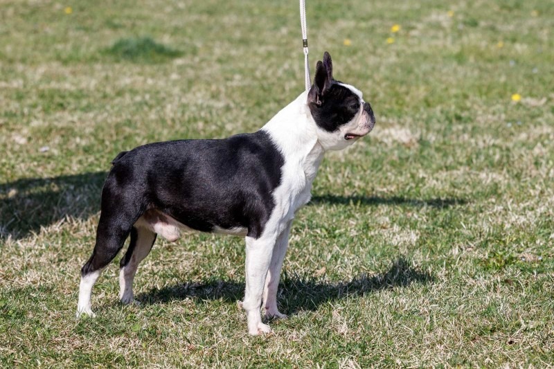 Boston terrier zreli muzjak