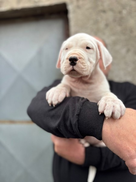 Dogo Argentino štenci
