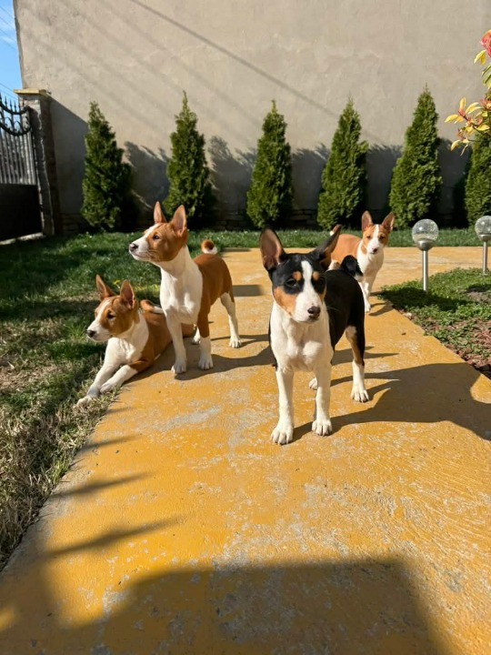 Prelepi štenci rase Basenji 