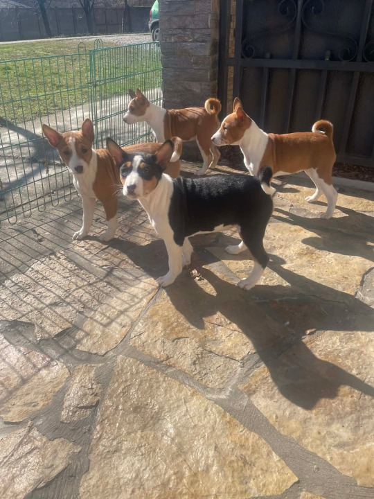 Prelepi štenci rase Basenji 