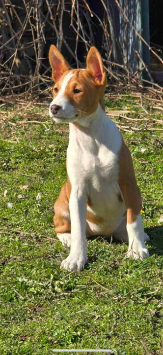 Prelepi štenci rase Basenji 