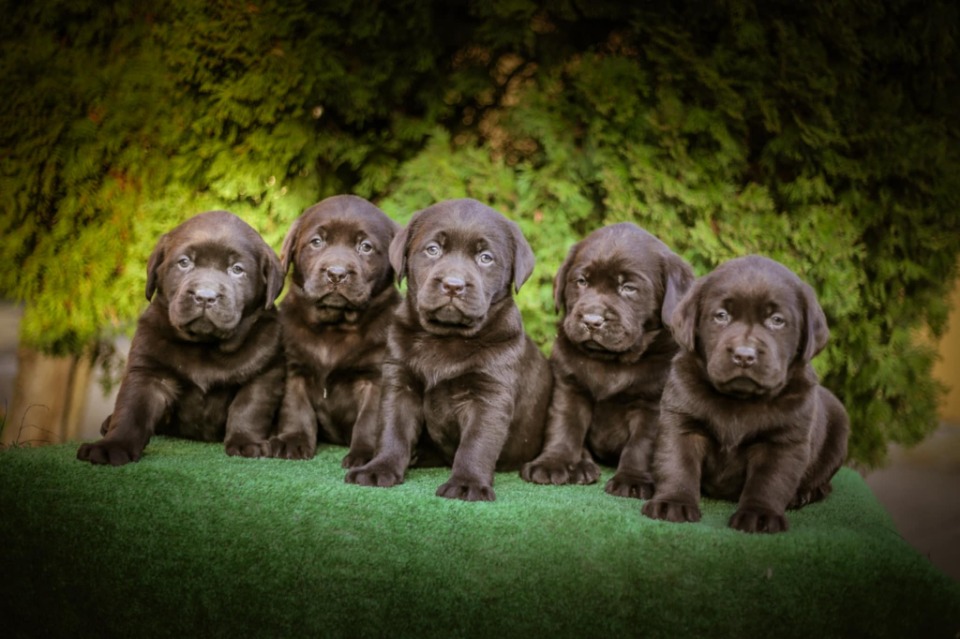 Labrador retriver braon štenci