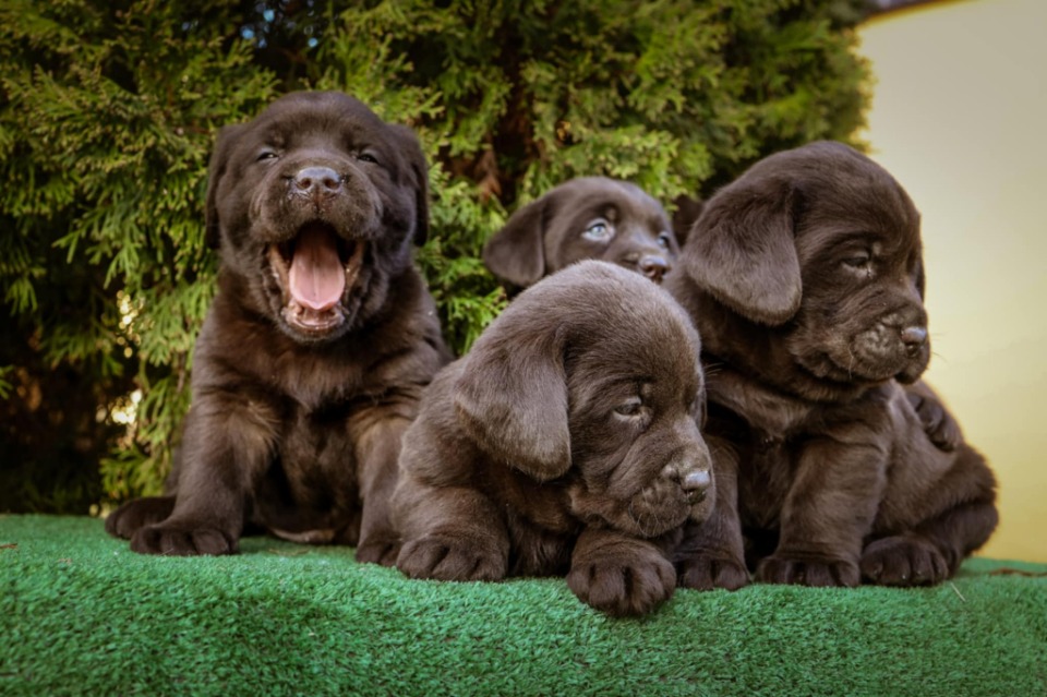 Labrador retriver braon štenci