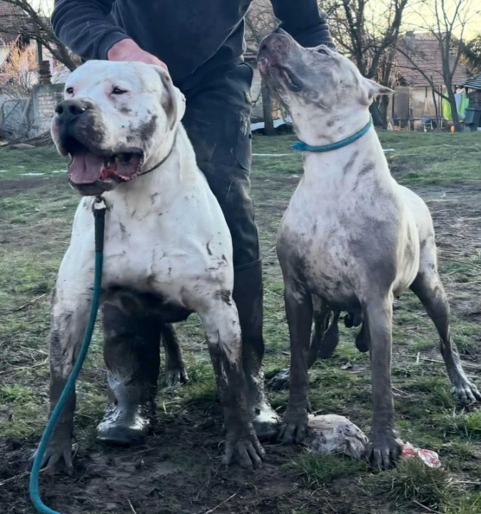 Dogo Argentino prvobirano musko stene