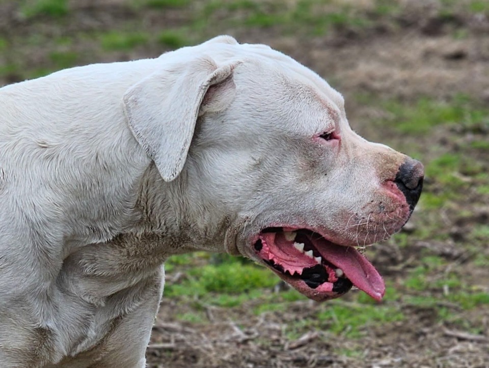 Dogo Argentino prvobirano musko stene