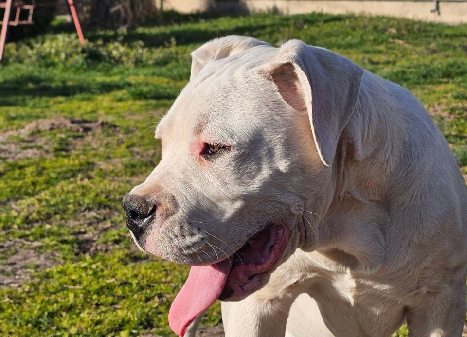 Dogo Argentino prvobirano musko stene