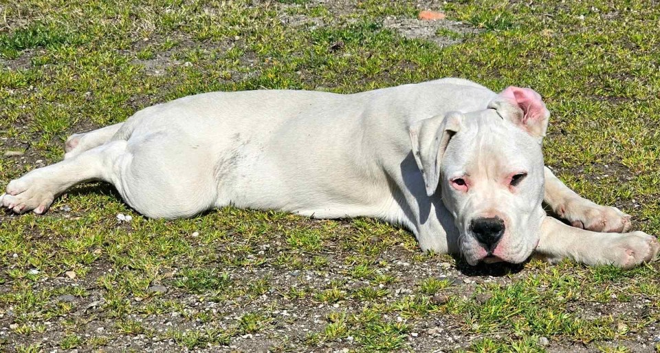 Dogo Argentino prvobirano musko stene