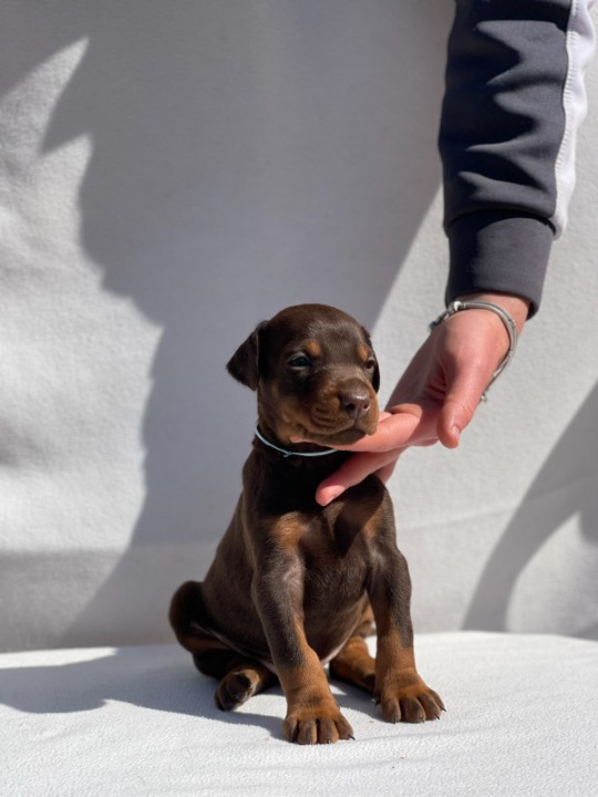 Doberman štenci